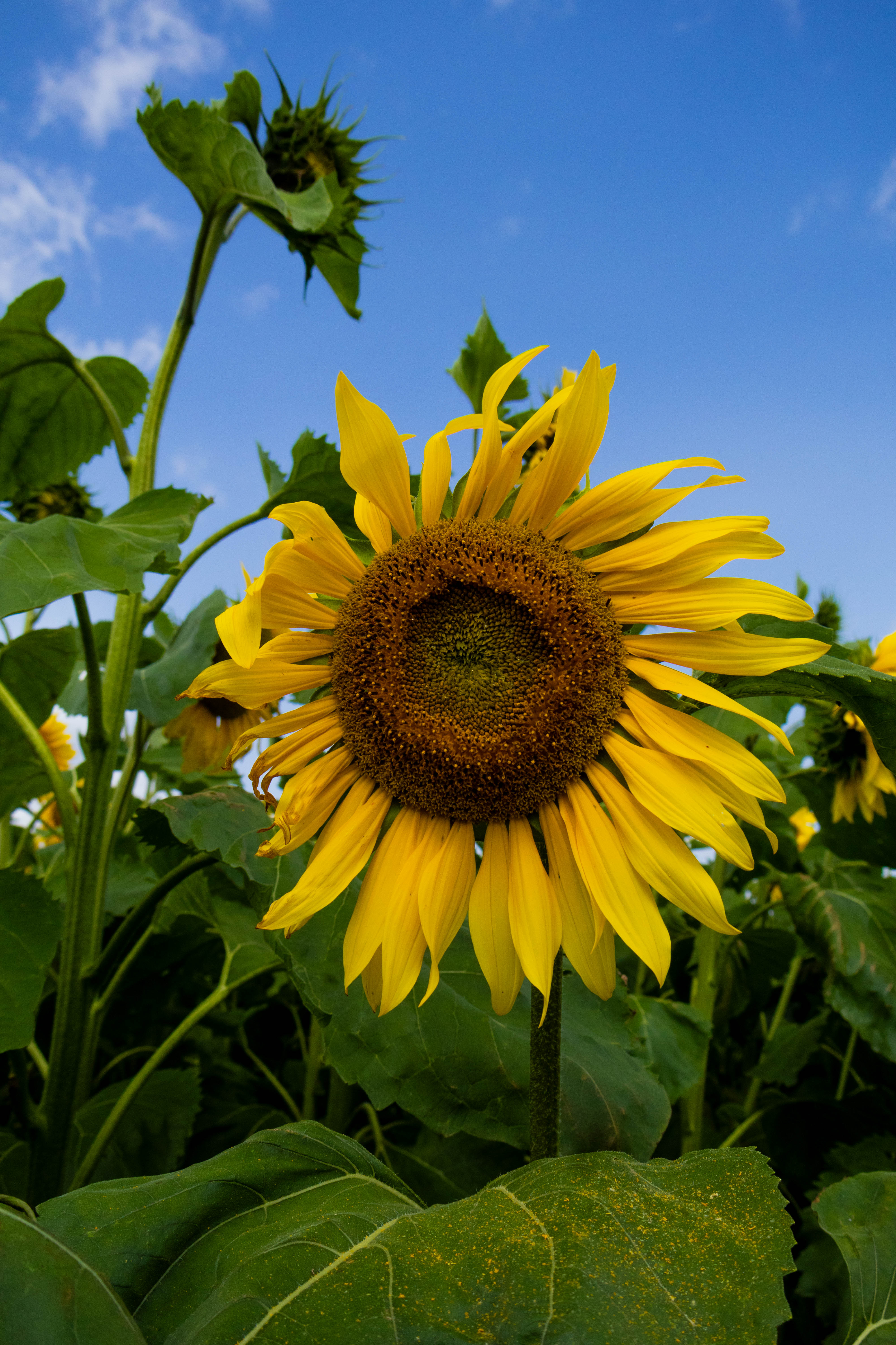 Summer_Sunflower